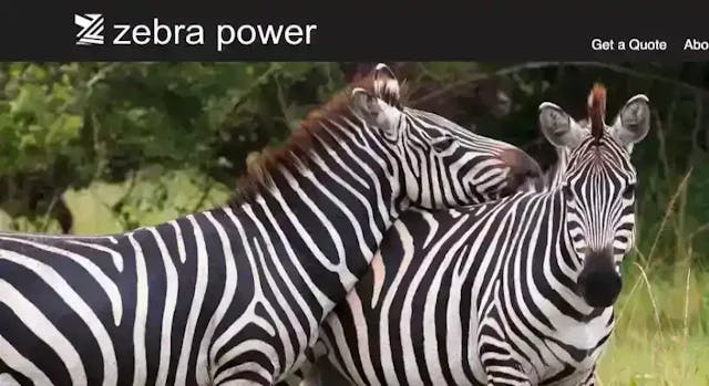 zebra.webp