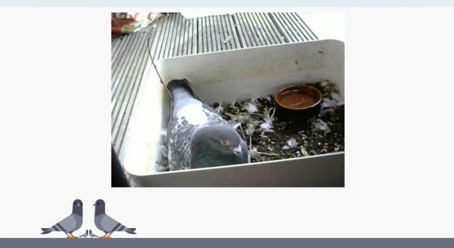 pigeons.webp